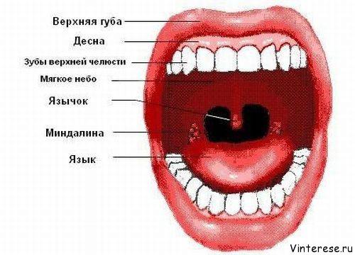 Лечение миндалин в домашних условиях