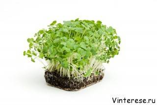 Экзема симптомы